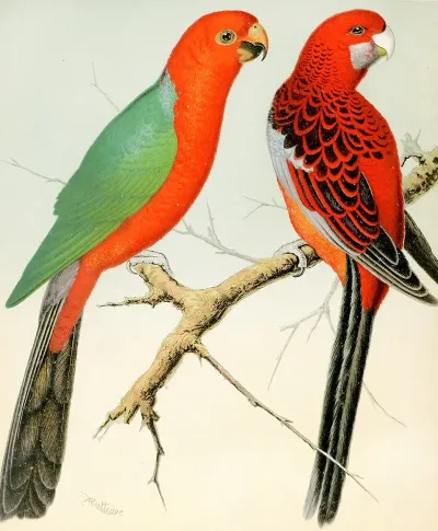 King Parrot Pennants Parrakeet