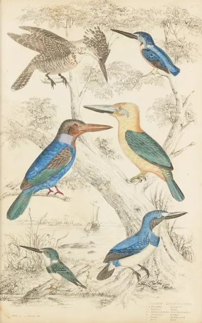 Kingfishes