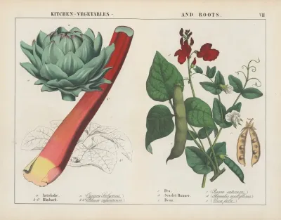 Kitchen Vegetables And Roots Artichoke Rhubard Pea