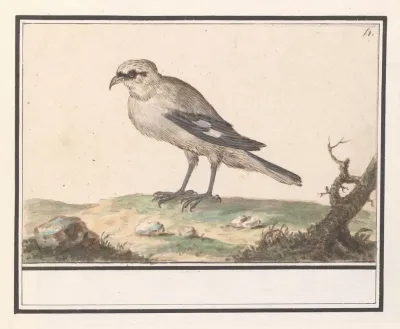 Kleine Klapekster Lanius Minor