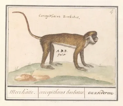 Kleine Witneusmeerkat Cercopithecus Petaurista Meerkatte Cercopithecus Barbatus Ouanderou