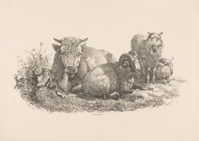 Koe Ram En Twee Schapen
