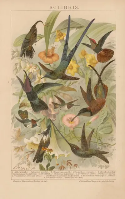 Kolibris