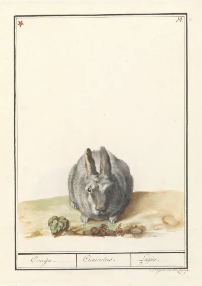 Konijn Oryctolagus Cuniculus Conijn Cuniculus Lapin 2
