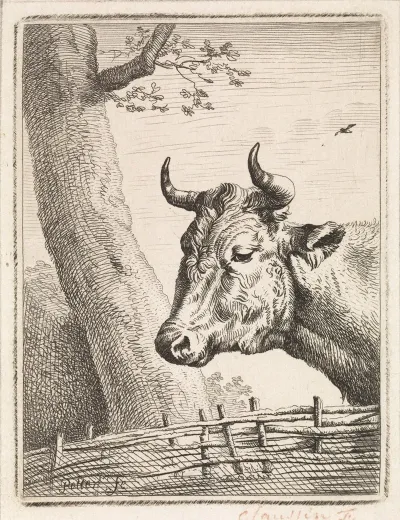 Kop Van Een Koe 3