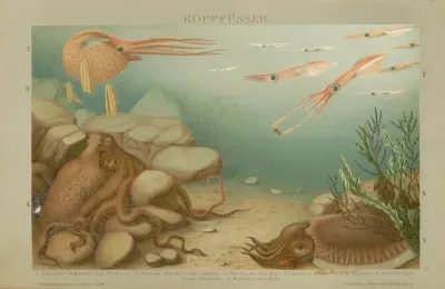 Kopffusser