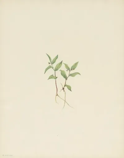 Kruhsea Flower Kruhsea Streptopoides 2