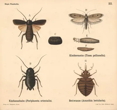 Kuchenschabe Periplaneta Orientalis Kleidermotte Tinea Pellionella Bettwanze Acanthia Lectularia