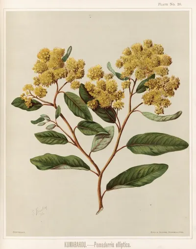 Kumarahou Pomaderris Elliptica Plate 20