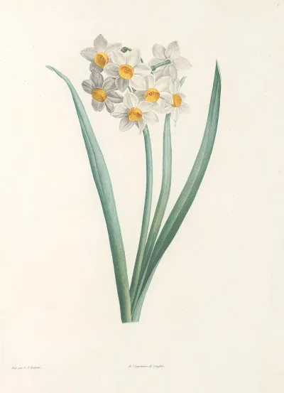 La Botanique De J J Rousseau Pl 05