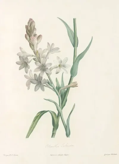 La Botanique De J J Rousseau Pl 06