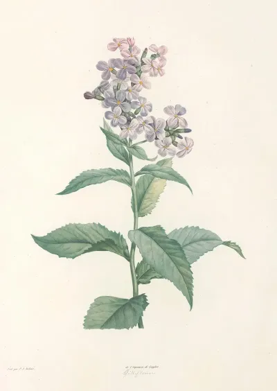 La Botanique De J J Rousseau Pl 09