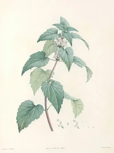 La Botanique De J J Rousseau Pl 21