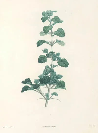 La Botanique De J J Rousseau Pl 23