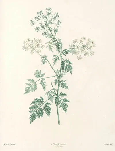 La Botanique De J J Rousseau Pl 29