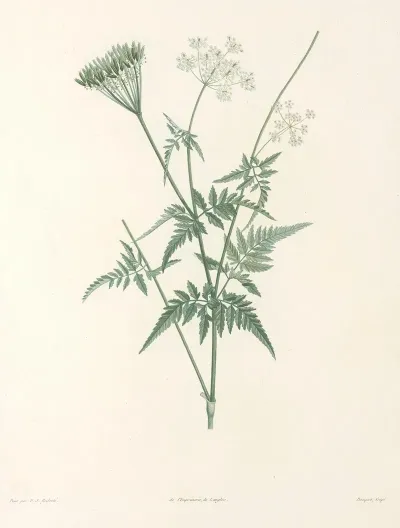 La Botanique De J J Rousseau Pl 31