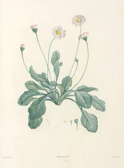 La Botanique De J J Rousseau Pl 34