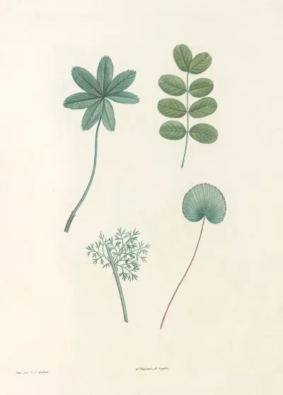 La Botanique De J J Rousseau Pl 53