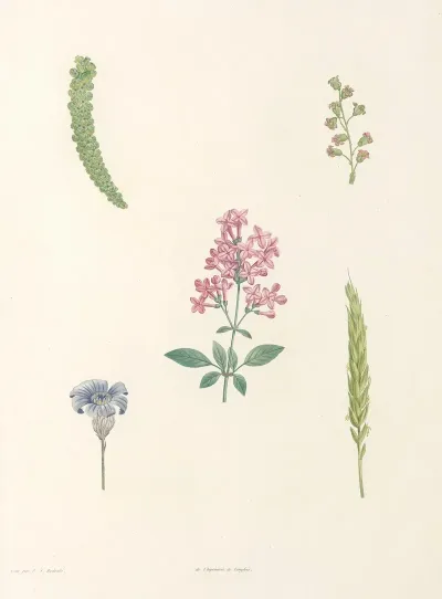 La Botanique De J J Rousseau Pl 54