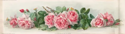 La France Roses
