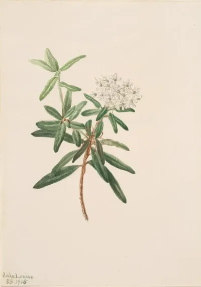 Labrador Tea Ledum Groenlandicum 2