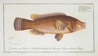 Labrus Maculatus The Maculated Wrasse