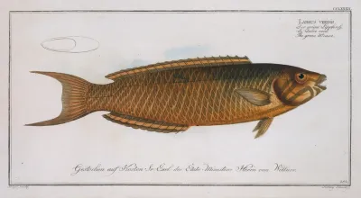 Labrus Viridis The Green Wrasse