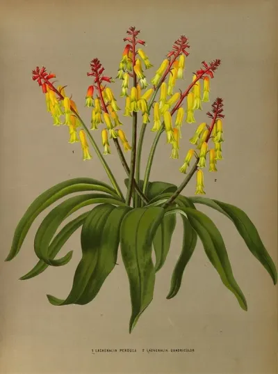 Lachenalia Pendula 2 Lachenalia Quaoricolor