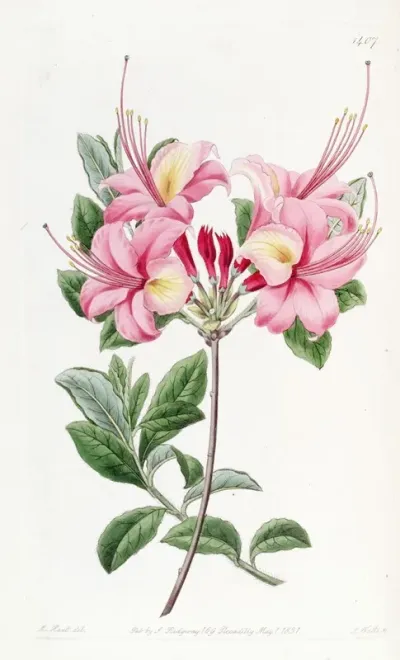 Lady Harriot Stapletons Highclere Azalea