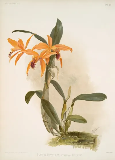 Laelio Cattleya Hybrida Phoebe