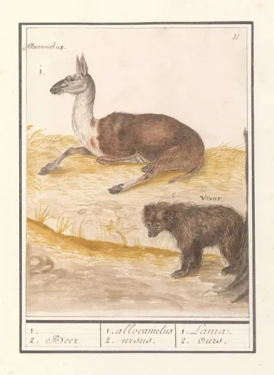Lama Lama Glama En Bruine Beer Ursus Arctos Arctos 1 2 Beer 1 Allocamelus 2 Ursus 1 Lama 2 Ours
