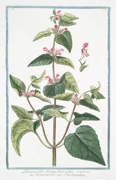 Lamium Folio Oblongo Flore Rubro Urtica Morta Larchangelique Dead Nettle