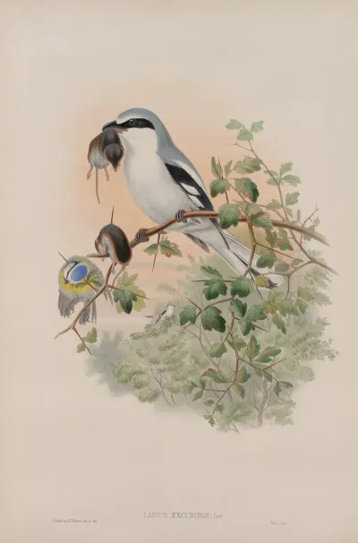Lanius Excubitor Great Grey Shrike