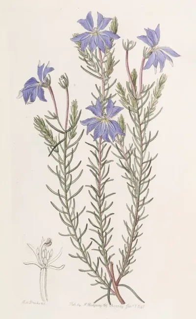Large Blue Leschenaultia