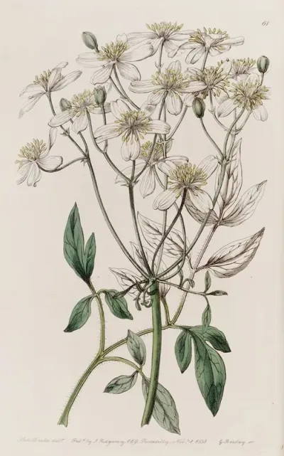 Large Flowered Erect Clematis