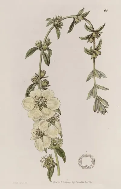 Large Flowered Heimia