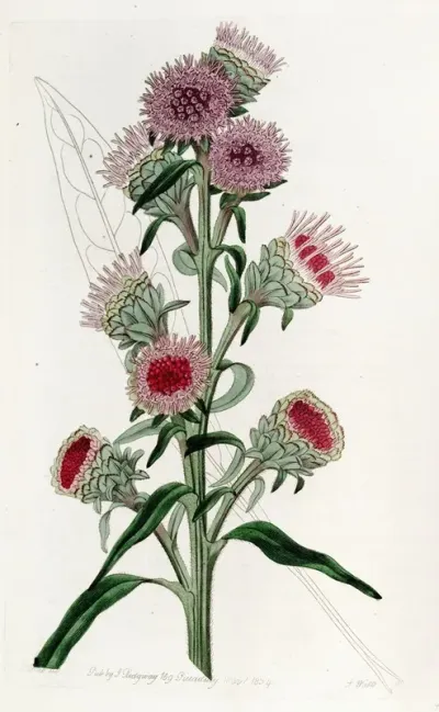 Large Flowered Liatris