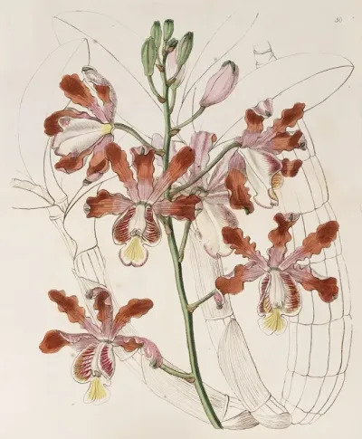 Large Flowered Variety Of The Trumpet Schomburgkia