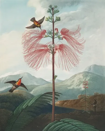 Large Flowering Sensitive Plant