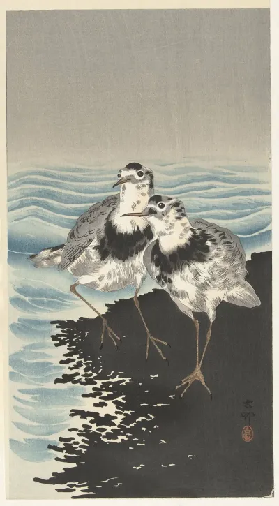 Large Knot Sandpipers
