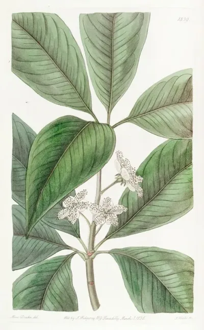 Large Leaved Tristania