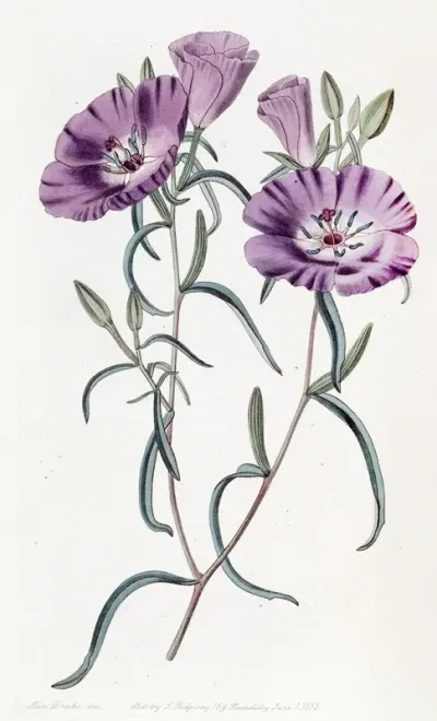 Large Purple Chilian Evening Primrose