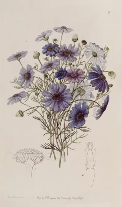 Large Swan Daisy