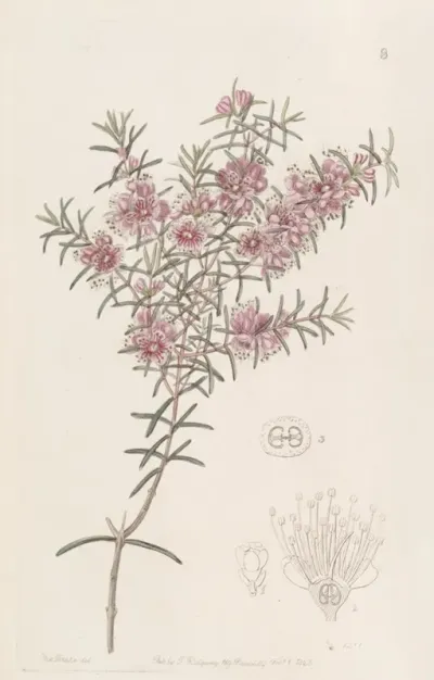 Larger Peach Myrtle