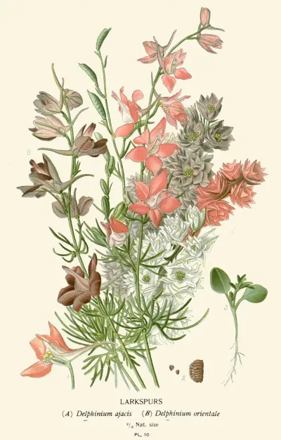 Larkspurs