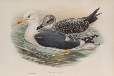Larus Fuscus Lesser Black Backed Gull