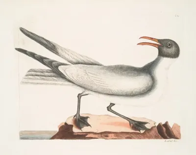 Larus Major The Laughing Gull