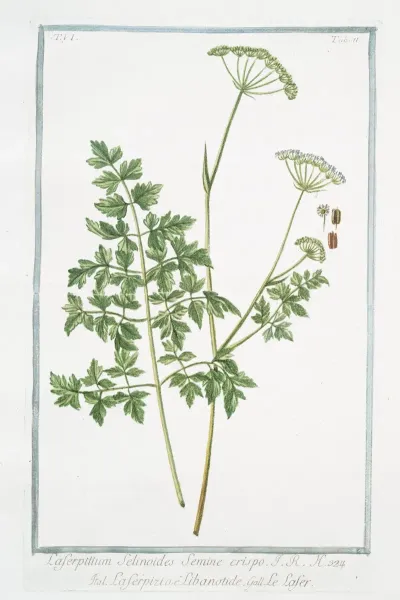 Laserpitium Selinoides Semine Crispo Laserpizio E Libanotide Le Laser Laserwort