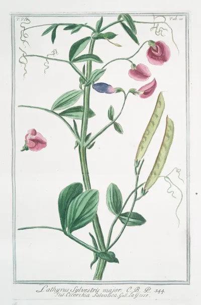 Lathyrus Sylvestris Major Cicerchia Salvatica Flat Peavine Narrow Leaved Everlasting Pea