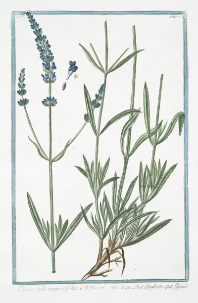Lavandula Angustifolia Spighetta Lavande English Lavander